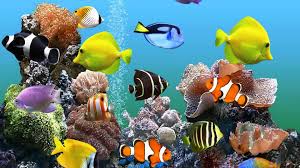 72 aquarium desktop wallpapers on