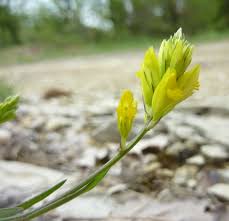 Image result for Polygala marensis