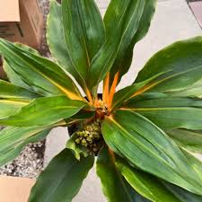 Image result for Chlorophytum Amaniense