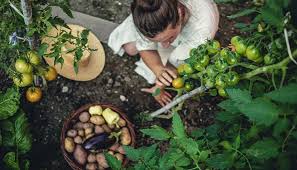 Zzgl.versand bezahlung paypal oder überweisung. Gemuse Pflanzen Tipps Und Anleitungen Fur Verschiedenes Gemuse