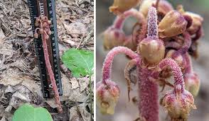 Image result for Tephrosia faulknerae