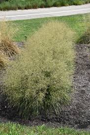 Image result for Deschampsia cespitosa