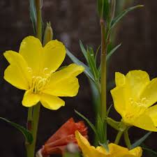 Image result for Oenothera stricta
