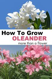 There are some places where you are more likely to run into strange seed pods; How To Grow Oleander Gardening Channel