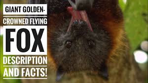 The species is endangeredand is currently facing the possibility of extinctionbecause of poachingand forest destruction. Giant Golden Crowned Flying Fox Description And Facts Youtube