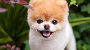 Le plus beau chien c' est le mien.quelle que soit sa race.c' est un concours stupide dans la même game que la plus belle voiture où les miss.sauf que ce sont des êtres vivants. Triste Nouvelle Boo Le Chien Le Plus Beau Du Monde Est Mort Photos