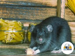 This cleaning product is very strong and can easily get rid of mouse urine smell. How To Get Rid Of Mouse Droppings Smell