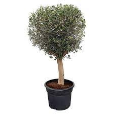 Hier finden sie eine übersicht möglicher ursachen, die bei diesem problem helfen. Piardino Olivenbaum Olea Europaea Topfgrosse 45 L Bauhaus