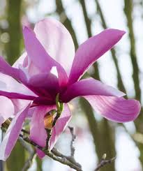 We did not find results for: Jane Magnolia Multi Stem Bower Branch
