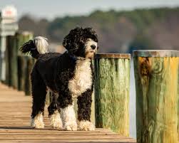 Spanish Water Dog: Breed Characteristics & Care