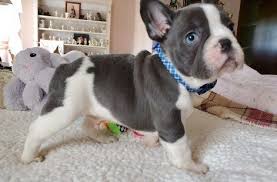 Louie louie is a fawn merle french bulldog. French Bulldog Puppies For Sale Las Vegas Nv 296772