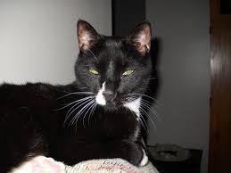 Eventually the disease will be fatal. My Cat Hunter Is Dying From Abdominal Tumor Mesenteric So Sad Thecatsite