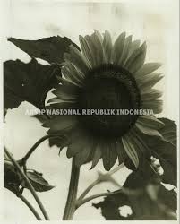 Pemasangan ribuan bunga matahari di bundaran hi ini dalam rangka menyambut hut dki jakarta yang ke 494. Bunga Matahari Arsip Nasional Republik Indonesia