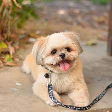 If you are looking for maltese puppies for sale in the houston area, including beaumont, clear lake, deer park, katy, la porte (or laporte), pasadena, seabrook, shore acres and sugar land (or sugarland), be sure to contact kit and come visit the most adorable maltese puppies in all of the houston, texas area. 1 Maltese Puppies For Sale In Houston Tx Uptown