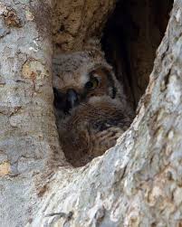 Great Horned Owlet By Steve Gifford Owlet Steve Owl
