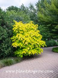 Image result for Broussonetia