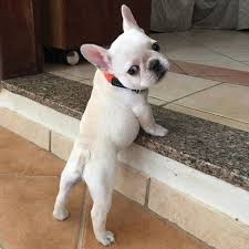In order to keep them thin, you need to take these dogs on extra walks every day, control calories, and five dog breeds that are the best around children are you looking for a dog that really loves kids? Pin On Dogs