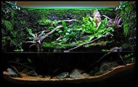 Pin On Paludarium
