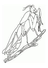 Select from 35602 printable crafts of cartoons, nature, animals, bible and many more. Coloring Page Praying Mantis Free Printable Coloring Pages Img 11010