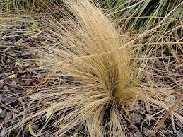 Image result for Festuca africana