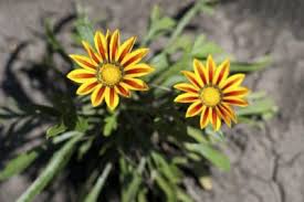 These varieties cope well with compacted and heavy soil thanks to their robust root systems that grow deep into the soil. Are There Plants For Compacted Soil What To Plant In Compacted Soil Areas