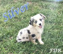 We breed asdr black tris, red tris, blue merles and red merles. Australian Shepherd Puppies For Sale In Texas All You Need Infos