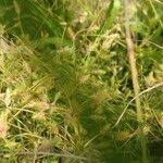 Image result for Fimbristylis squarrosa