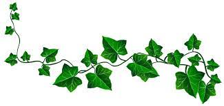 Vine Ivy Decoration Png Clipart Picture Clip Art Library Ivy Tattoo Leaf Drawing Vine Drawing