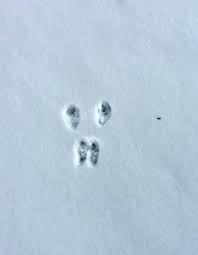 Exploring Animals Tracks In Winter Animal Tracks Animal Tracks In Snow Rabbit Tracks