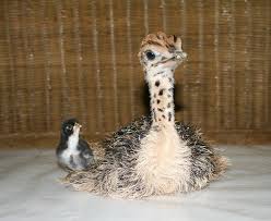 Bird That Looks Like An Ostrich Pin On Ostrich