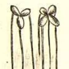 Image result for Wolffiella repanda