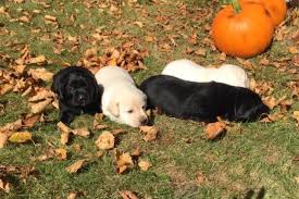 Please, if you have a size requirement make sure to look at our litter lists to see what sizes are expected in the litters. Akc Black And Yellow Labrador Puppies For Sale In Zimmerman Minnesota Classified Americanlisted Com