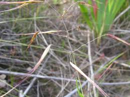 Image result for Pentameris