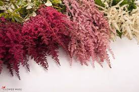 Astilbe Flowers Pronounce Best Flower Wallpaper