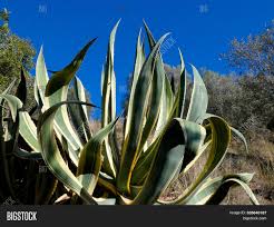 The first branch of the cactus does not appear until the plant has grown to a height of 16 feet (5 meters). Agave Dry Land Plant Image Photo Free Trial Bigstock