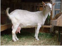 Find here online price details of companies selling goat feed. Rules For Milking Goats Before Lambing And Immediately After It Farmer