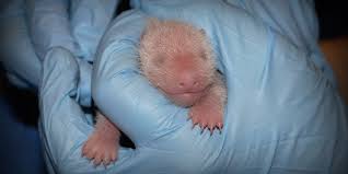 (smithsonian national zoo) the national zoo's giant panda cub made his. Why Are Panda Babies So Small Panda Researcher Fingers Bamboo Updated Huffpost