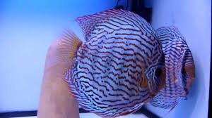 Дискус красный туркис (discus red turquoise). Discus Passie Nl Piwowarski Red Turquoise Discus Pair Youtube