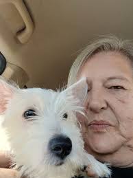 My Westie loves his new little brother.