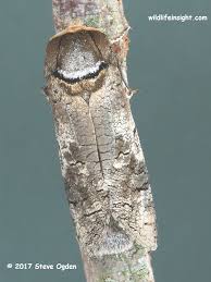 Image result for Cossus cossus