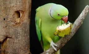 Parrots 'Hooked On Opium' Wreak Havoc On Indian Farmers' Crops | The  Independent | The Independent