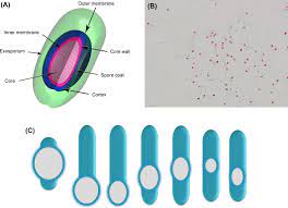 The soft triangle table fits really nicely in this setting and adds a bit of a statement to the. Bacterial Spore An Overview Sciencedirect Topics