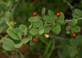 Image result for Grewia flava