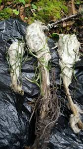 Phỉ ngã tư tồn đã lấy tựa đề truyện là thiên sơn mộ tuyết có ngụ ý lồng ghép tên các nhân vật có sự liên quan đến nhau. Tuyáº¿t Lien Hoa Thien SÆ¡n Tuyáº¿t Lien Nguyen Cay Ä'Æ°á»£c Nháº­p Vá» Tá»« Bhutan