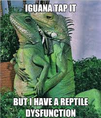Iguana Love You Animals Funny Animals Iguana