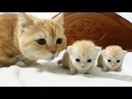 A cute photo of a newborn baby kitten. Cute Cats And Kittens Kitty Videos Compilation 2018 Youtube