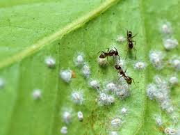 However, large populations can turn leaves yellow and stunt shoots; More Nasties In My Lemon Tree Citrus Trees Fruit Trees Tree