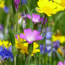 Image result for Agrostemma githago