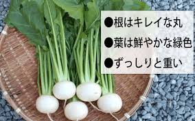 蕪 かぶ は葉まで栄養たっぷり 栄養 保存の豆知識 Gaspo ガスポ の生活情報