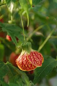 Image result for Abutilon austro-africanum